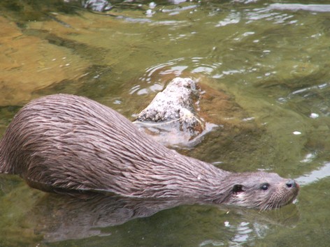 Loutre  Hunawihr